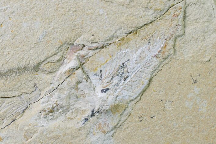 Bargain, Cretaceous Crusher Fish (Coccodus) - Hjoula, Lebanon #162722